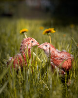 hens01.jpg