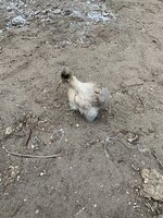 09F79D05-42BB-4987-BA7B-9307B2DFDB93.jpeg