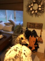 A29E7218-0EA0-4C17-99A4-185338501364.jpeg