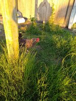 IMG_20200511_065743917.jpg