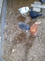 IMG_20200511_152527954.jpg