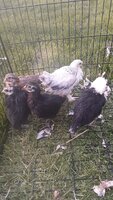 Chicks 5-10-20.jpg