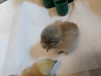 IMG_20200512_164556.jpg