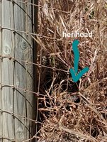Hen.jpg