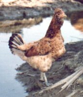 hen038.jpg