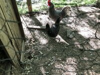 IMG_2191.jpg
