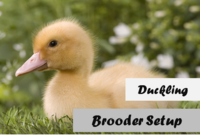 How To Set Up A Duckling Brooder