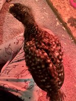 82976F98-B922-4DE1-9963-A62507270D17.jpeg
