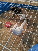 IMG_20200514_130928.jpg