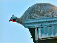 guinea on roof.jpg