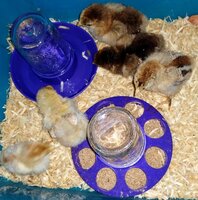 brahma babies.jpg brahma babies.jpg
