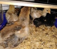 brahma babies 3 weeks.jpg brahma babies 3 weeks.jpg