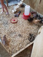 IMG_4700.JPG