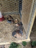 IMG_4829.jpg