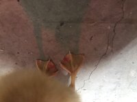 EEAD84CA-845D-46C2-A75E-324B4248BF6B.jpeg