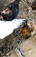 Chick 1.jpg