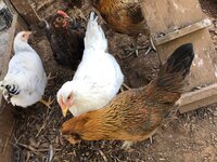 chick 2.jpg
