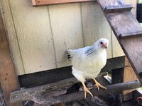 chick3.jpg