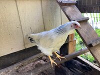 chick4.jpg