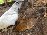 chick5.jpg