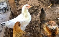 chick6.jpg