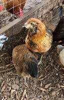 chick8.jpg