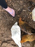 chick9.jpg