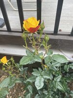 3C082C5D-6FBD-42CD-AB6F-5A9B64A0F876.jpeg