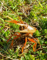 crayfish.jpg