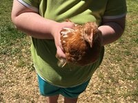 7 Week Old Pullet Pics 2.jpg