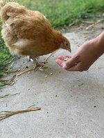 47C03446-479D-4293-B973-7A62C006D858.jpeg