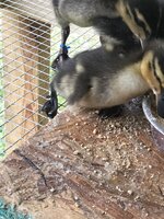 54810B8D-6DAE-43E0-A22C-67499AE903D3.jpeg