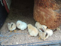 DSCN0768.JPG