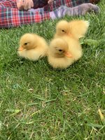 99059488-F715-4CAD-B30F-E653123BF547.jpeg