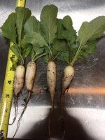 first harvest 2020.JPG