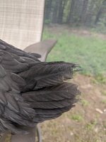 IMG_20200517_114720.jpg