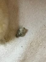 38FE0756-6C40-444F-8964-2352B613DF5B.jpeg