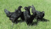 Ayam Cemani Craigs List-e.JPG
