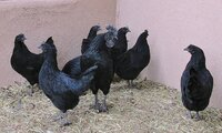 Ayam Cemani Craigs List-b.JPG