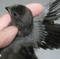 Ayam Cemani Craigs List-c.JPG