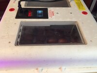 Modified Little Giant Incubator for Hatching Success!
