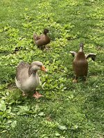 ducks 2.jpg