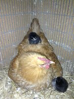 chick on maggies back.jpg