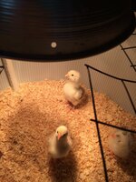 Cock3.jpg