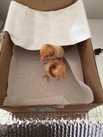 Emergency Chick Brooder for Power Outages