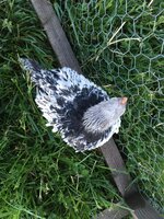 IMG_2615.JPG