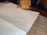 IMG_20200518_190623.jpg