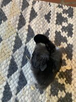 76D52549-5696-4F6D-ABF6-20488B776BB7.jpeg