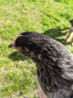 IMG_20200519_172137.jpg