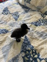 IMG_1026.JPG